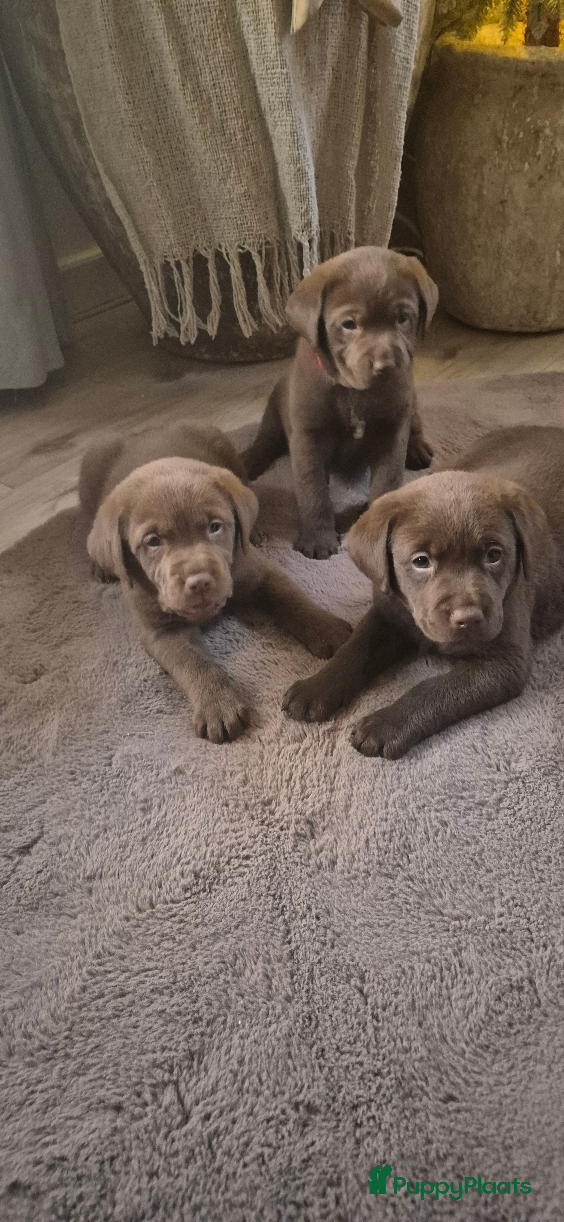 Labrador Retriever honden Chocolade bruine Labrador Pups - Advertentie 2
