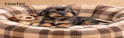 Kruising honden te koop: Super mooie kaninchen x dwerg teckel pups - Advertentie 6