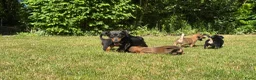 Jack Russel Terriër honden te koop: Prachtige Jack Russel Puppy’s  - Advertentie 12