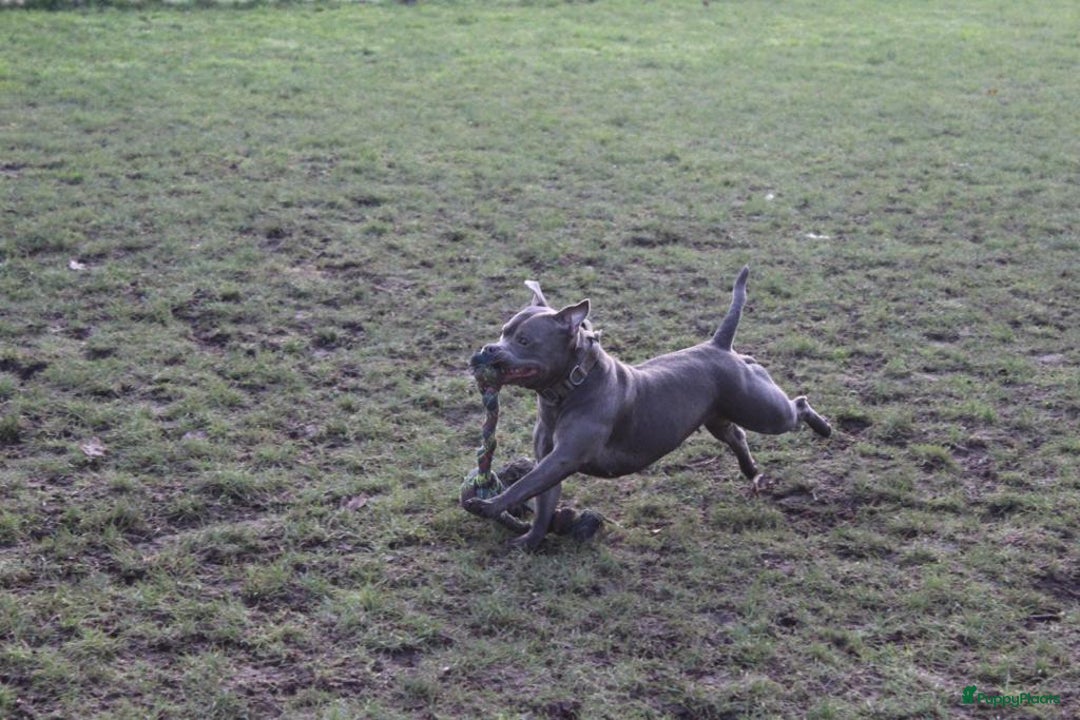 Engelse Stafford honden te koop: Engelse Staffordshire Bull terrier, Laatse Pup! - Advertentie 20