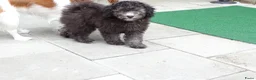 Kruising honden te koop: Prachtige dwerg/toy poedel puppys - Advertentie 12