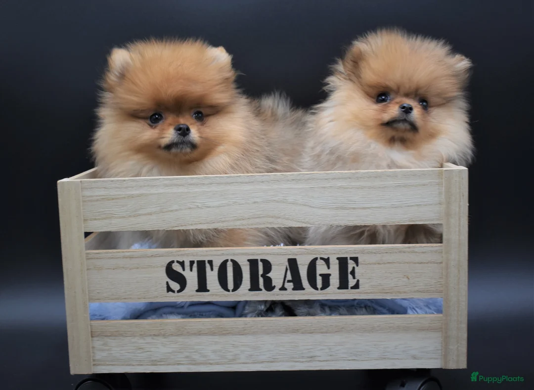 Galerij afbeelding {{count}}