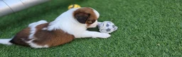 Kooikerhondje honden te koop: 3prachtige 100% zuivere kooiker reutjes aangeboden - Advertentie 12