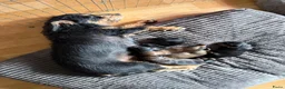 Kruising honden te koop: Teckel pups  - Advertentie 12