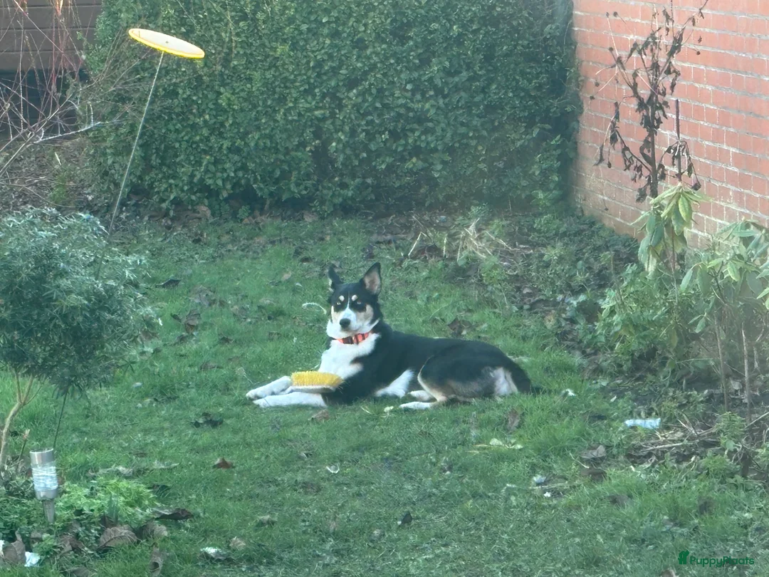 Kruising honden te koop:  Husky kruising dobermans is netjes  - Advertentie 6