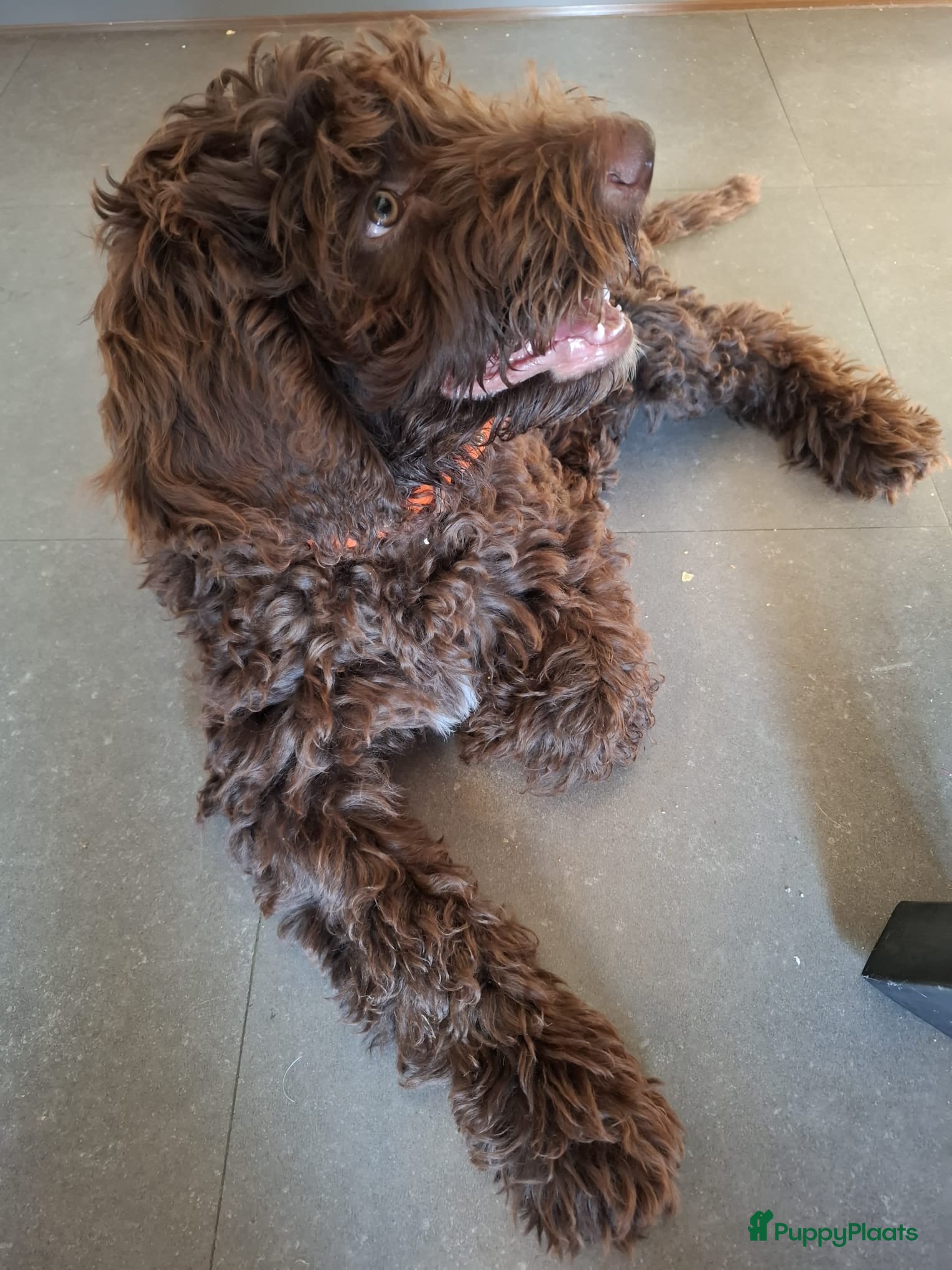 Labradoodle honden Labradoodle Reu chocolade kleur 15 weekjes - Advertentie 2