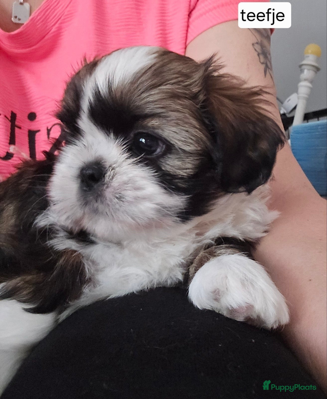 Shih Tzu honden te koop: Beschikbaar raszuivere shih-tzu pups  - Advertentie 7