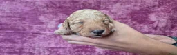 Cockapoo honden te koop: Cockapoo pupjes kleine maat - Advertentie 18