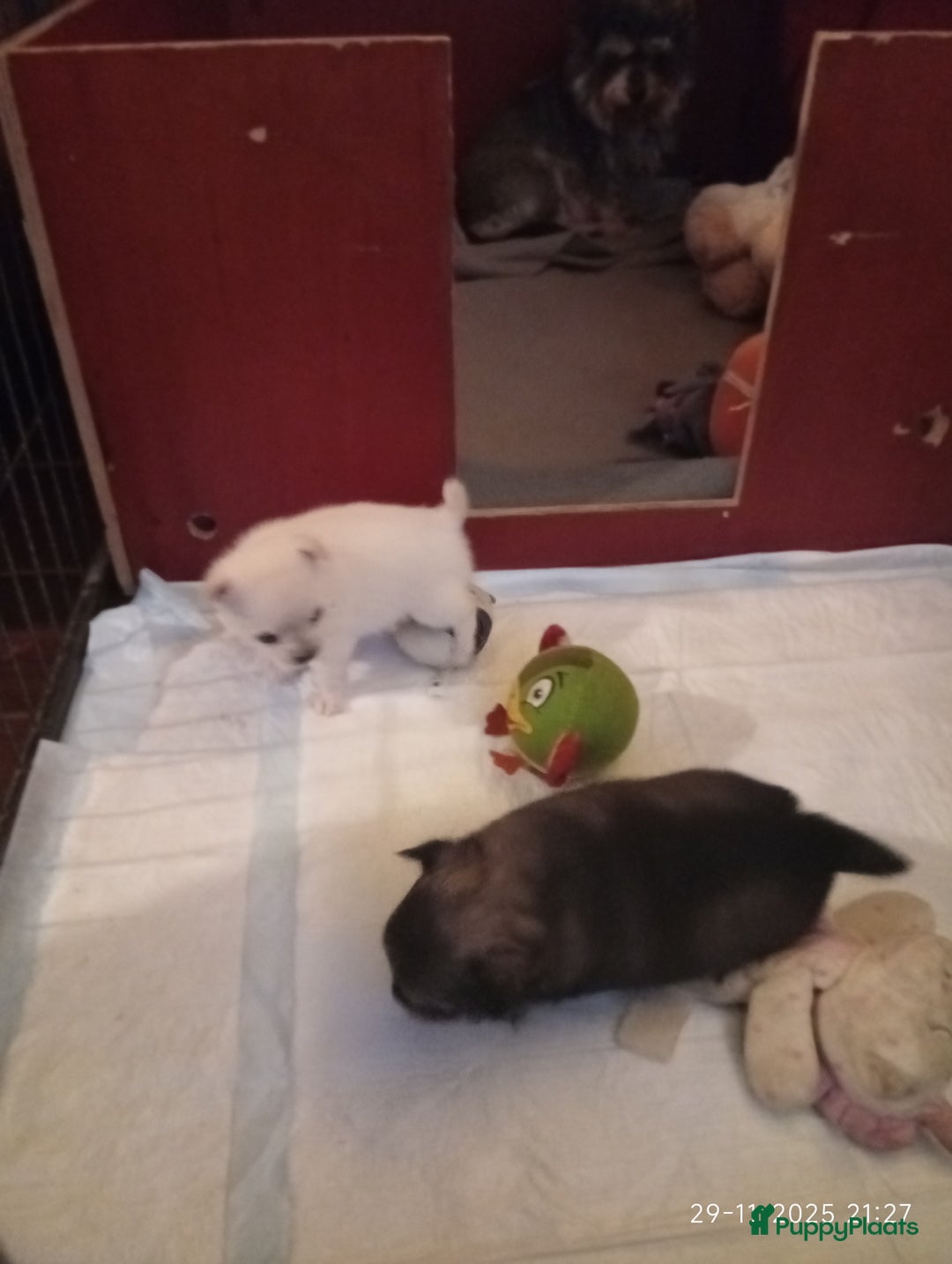 Kruising honden te koop: zeer mooie kruising pomchi nog 1 beschikbaar  - Advertentie 3