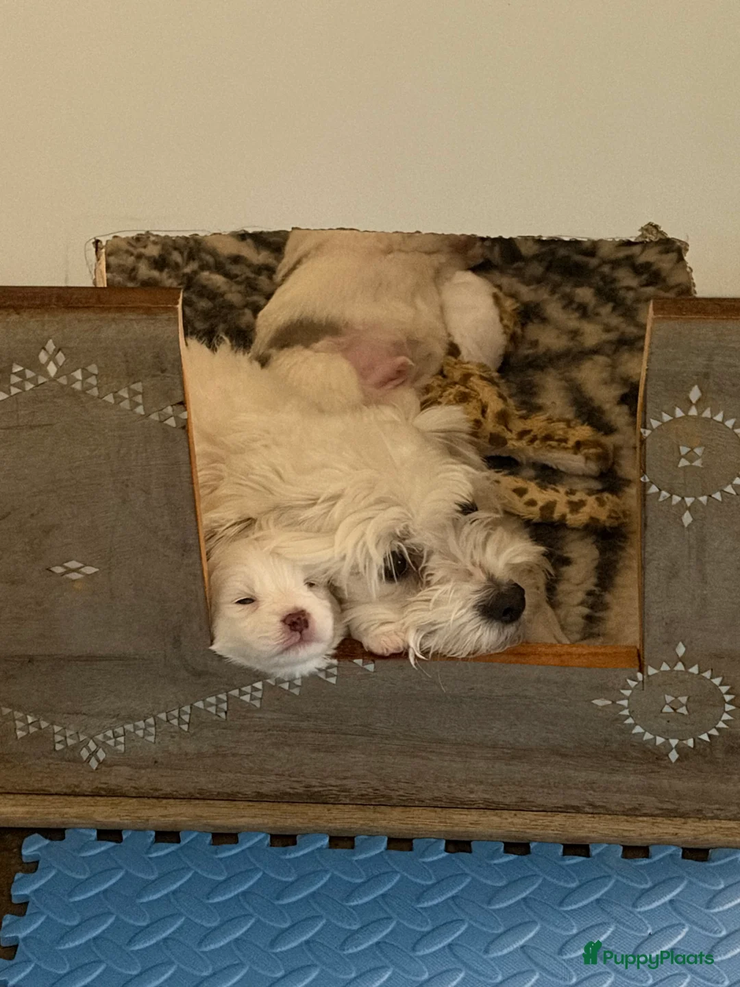 Maltipom honden te koop: Reutje maltipom  - Advertentie 2