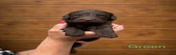 Labradoodle honden te koop: Labradoodle pups  - Advertentie 11
