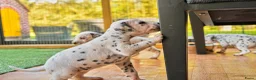 Dalmatiër honden te koop: Dalmatiër Pups van erkende fokker! - Advertentie 3