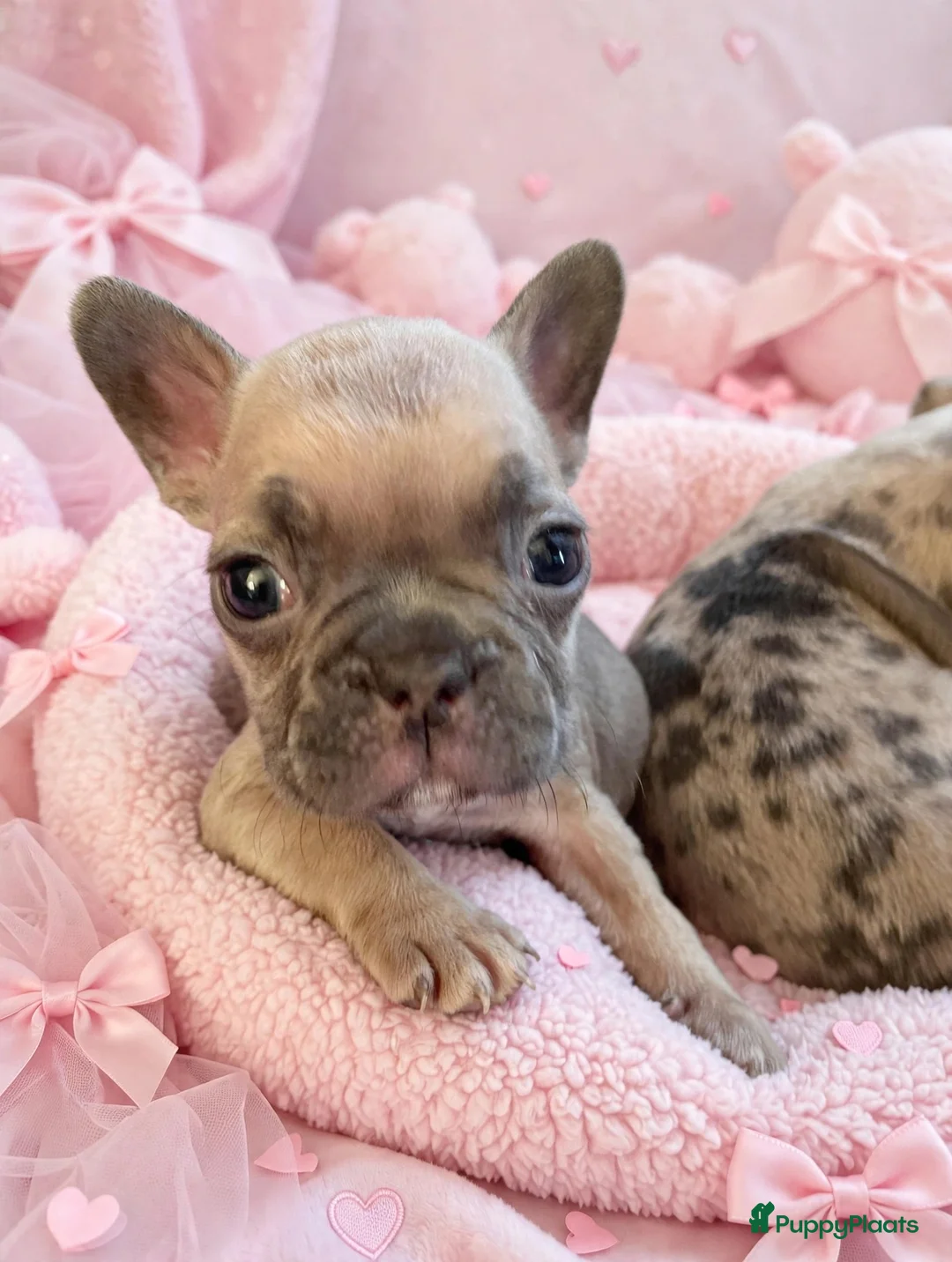Franse Bulldog honden te koop: Franse bulldog pups - Advertentie 13