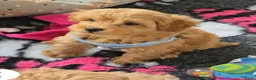Maltipoo honden te koop: Mooie Lieve Maltipoo Maltezer / toypoedel pups - Advertentie 6