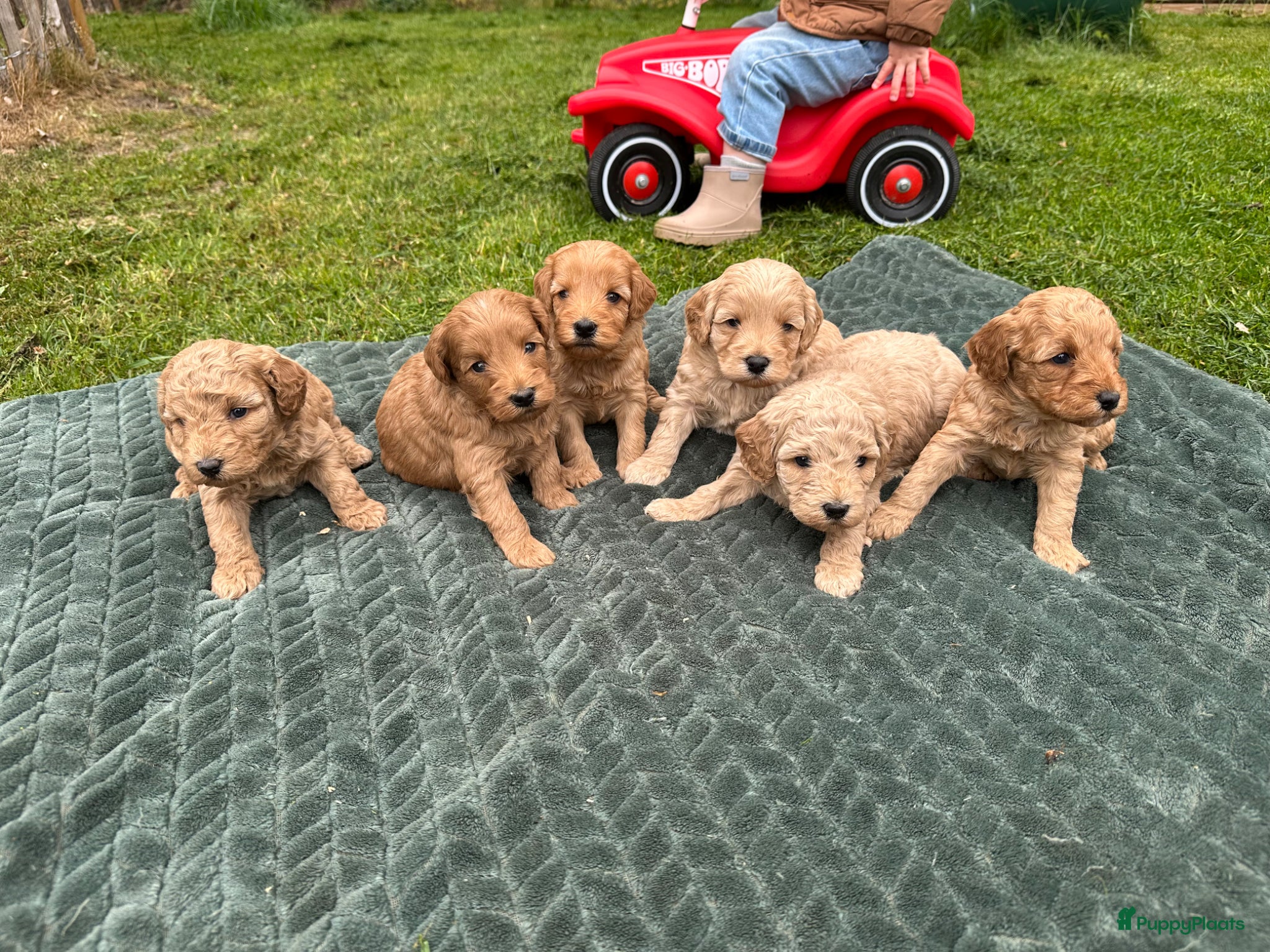Cockapoo honden te koop: Cockapoo puppy’s  - Advertentie 1