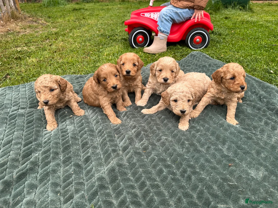 Cockapoo honden te koop: Cockapoo puppy’s  - Advertentie 1