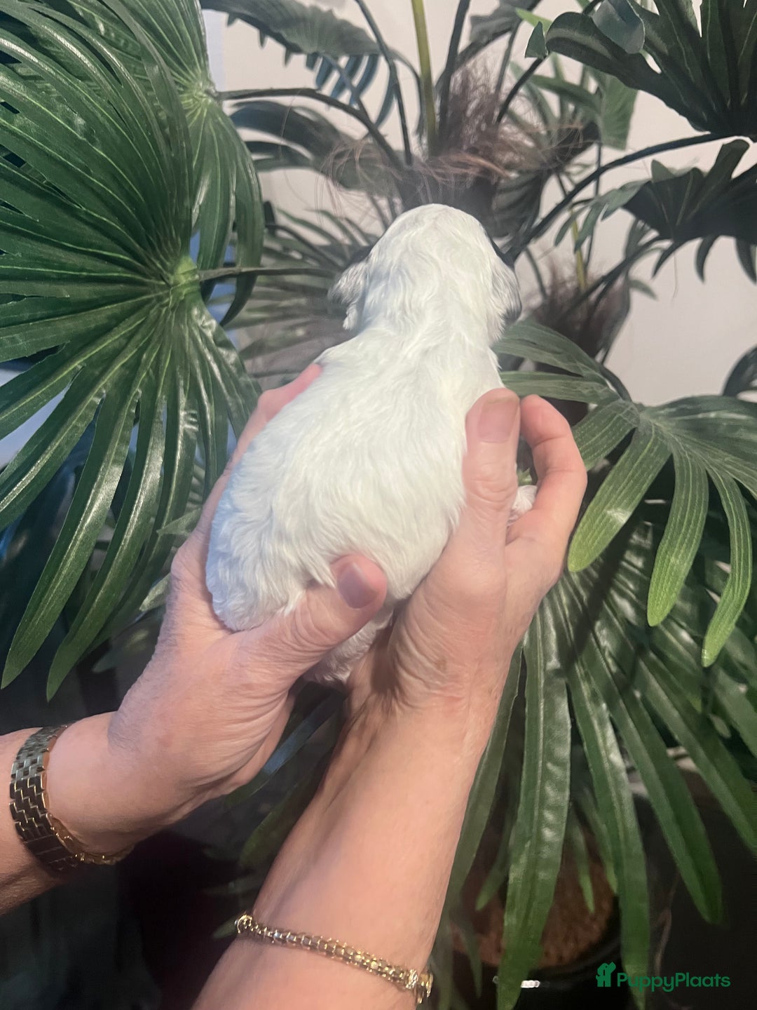 Cockapoo honden te koop: Cockapoo pups geboren  - Advertentie 17