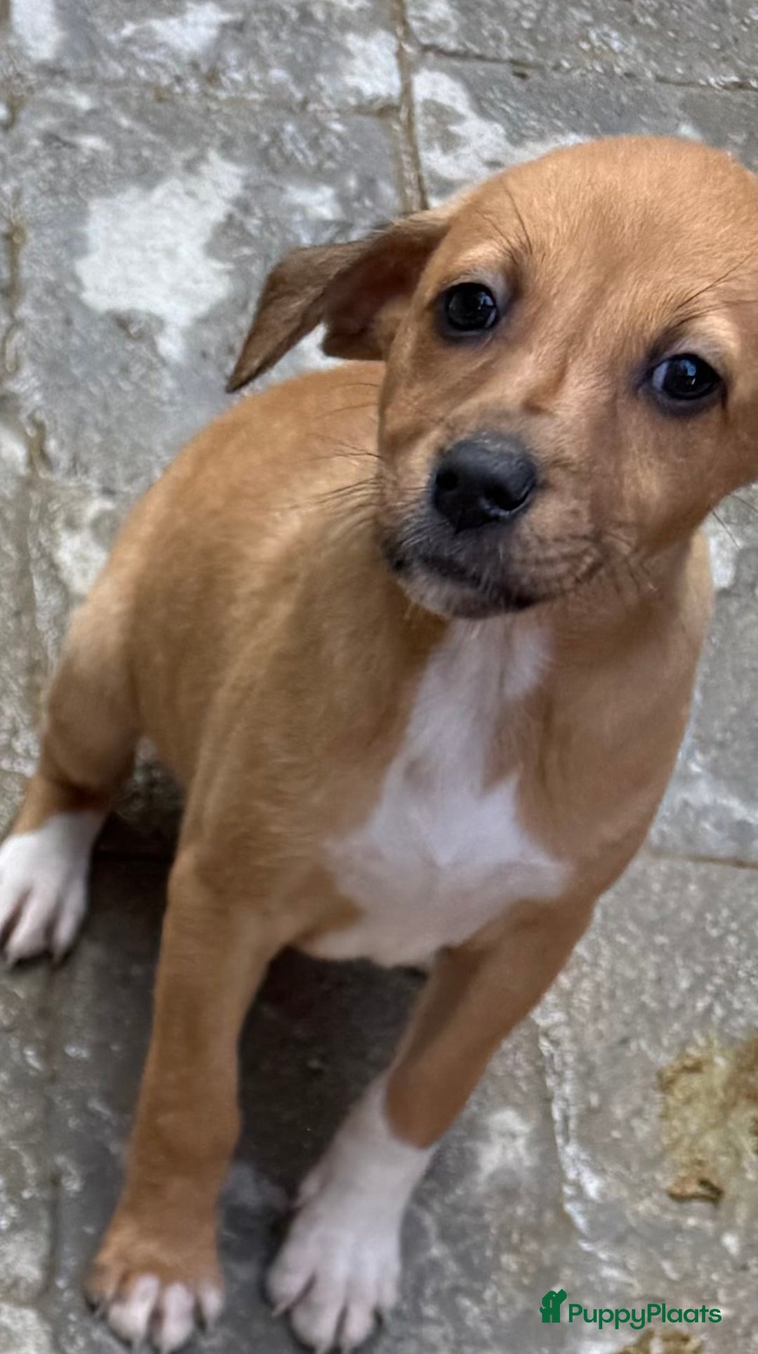 Kruising honden ter adoptie: elientje wil zo graag een eigen mandje  - Advertentie 3