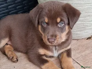 Australian Shepherd honden Mooie australian shepherd pups - Advertentie 15