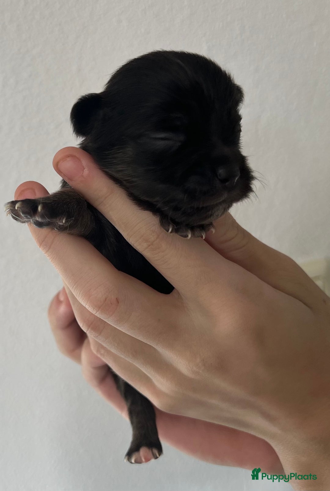 Chihuahua honden te koop: Mooie en lieve langhaar chihuahua. - Advertentie 20
