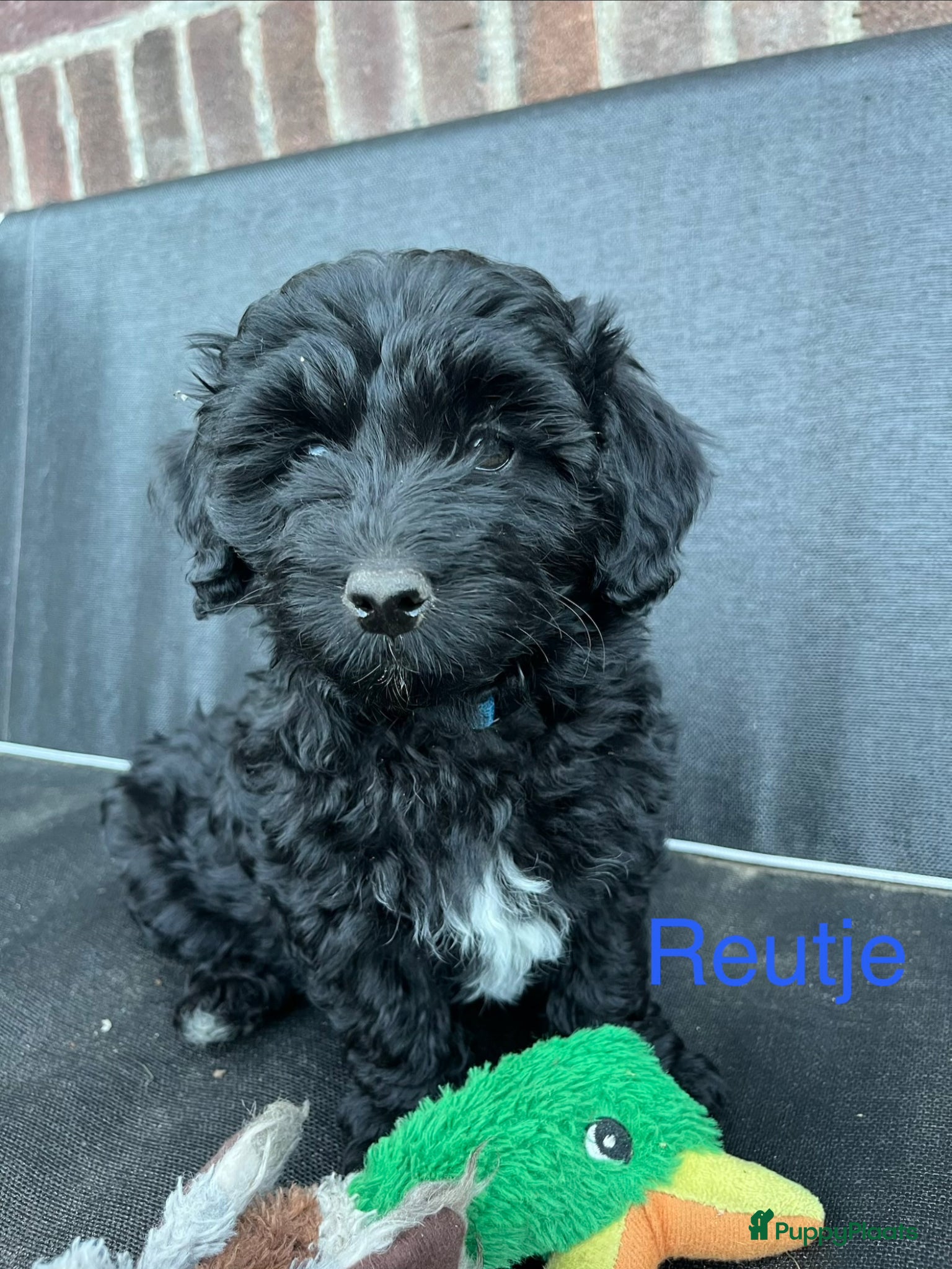 Maltipoo honden te koop: Maltipoo - Advertentie 16