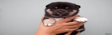 Shiba 3 Niwaky