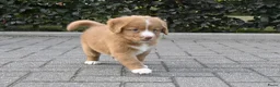 Nova Scotia Duck Tolling Retriever honden te koop: Nova Scotia Duck Tolling Retriever pups # Toller - Advertentie 5