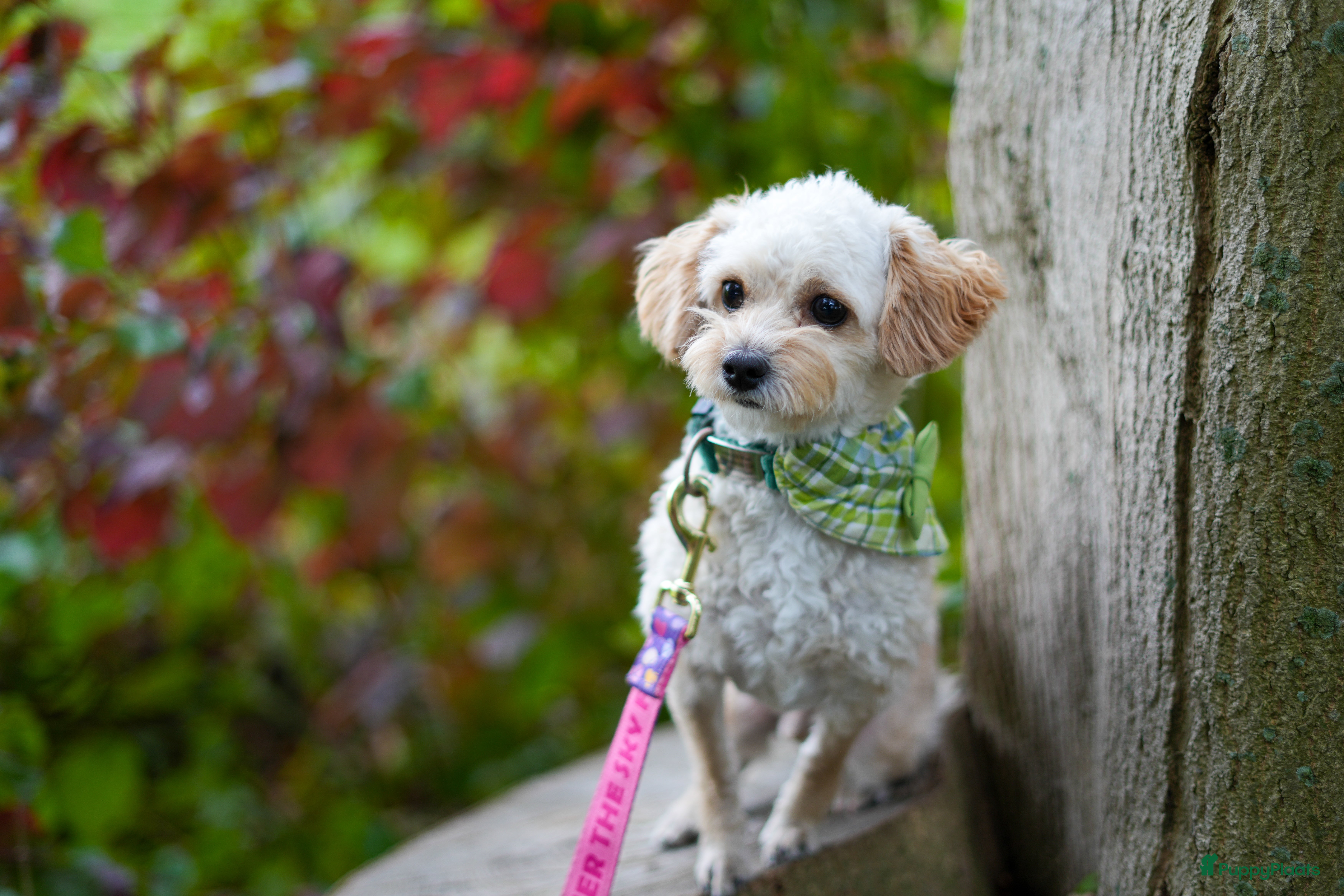 Maltipoo honden Toypoedel/Maltipoo dekreu, liefste knuffelkont🥰 - Advertentie 2