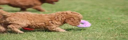 Cockapoo honden te koop: Cockapoo pups - Advertentie 13
