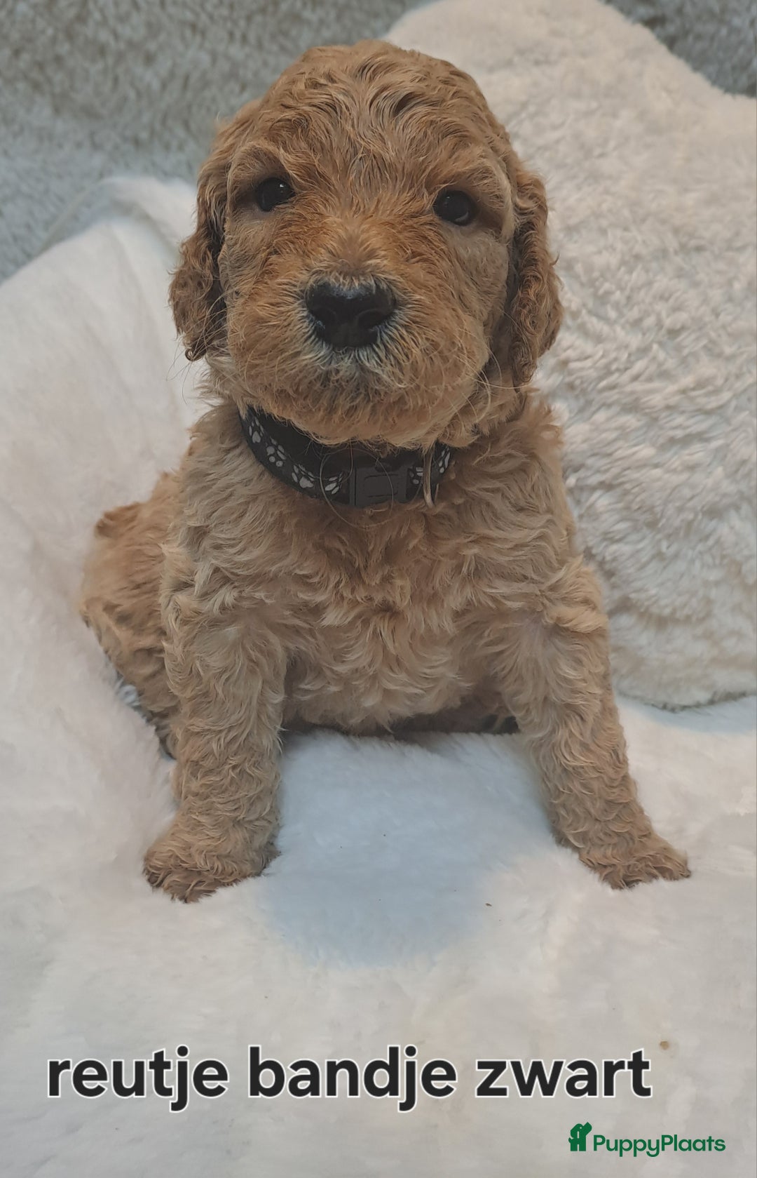 Australian Labradoodle honden te koop: Prachtige australian doodles pups  - Advertentie 15