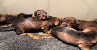 Ruwhaar Teckel honden - Advertentie 6