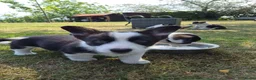 Welsh Corgi Cardigan honden te koop: Welsh corgi pups - mogen vanaf 26 juli direct mee - Advertentie 4