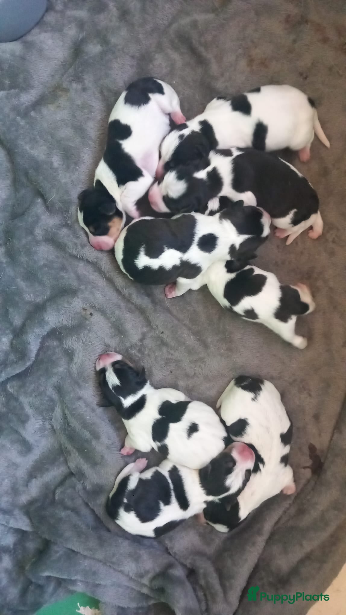 Boerenfox honden te koop: Prachtige driekleurige Boerenfox pups - Advertentie 4