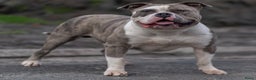 Amerikaanse Bully honden te koop: American Bully Xl  - Advertentie 3