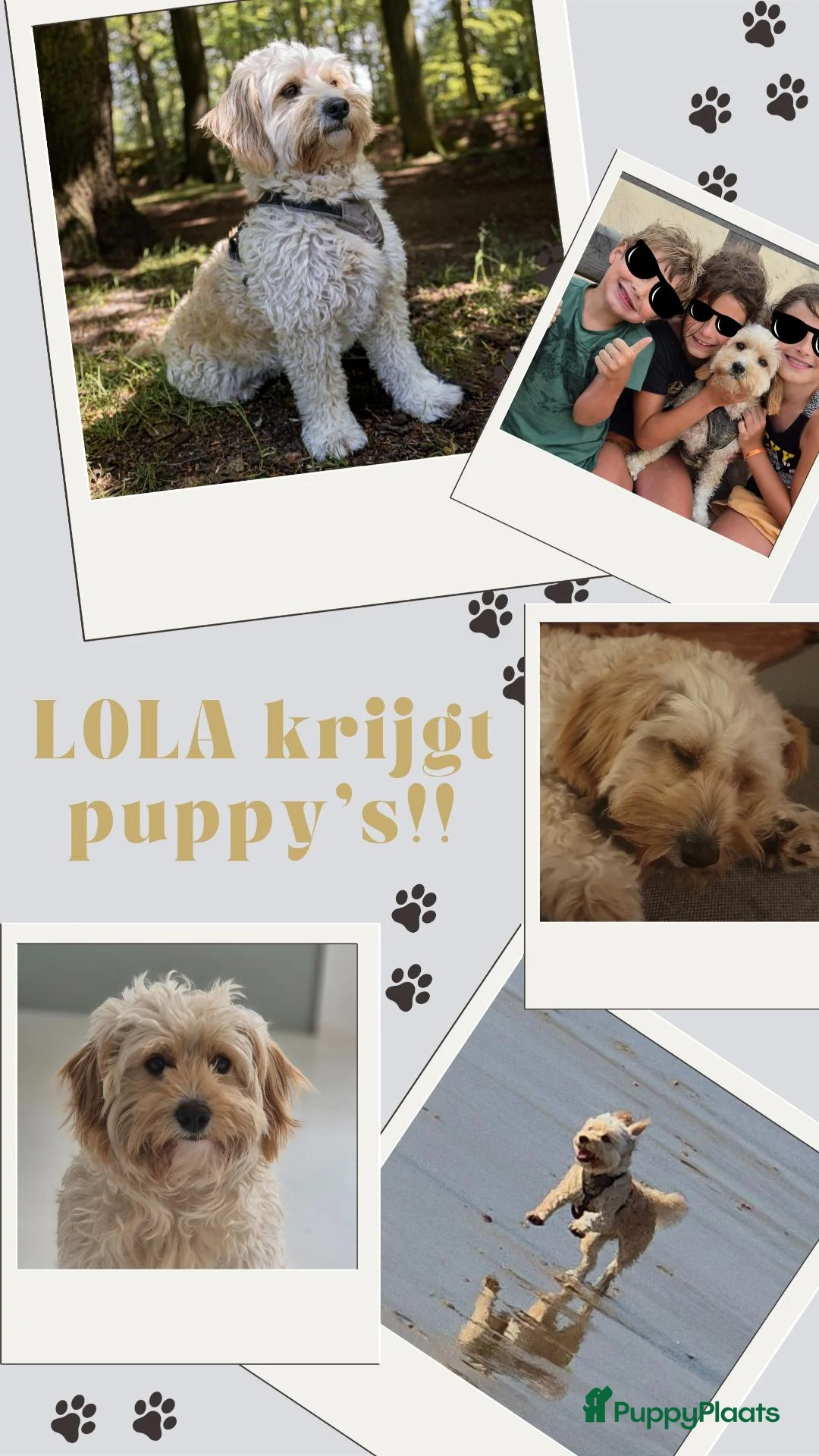 Kruising honden te koop: Cockapoo & Autralian Labradoodle krijgen pups! in Vught - Advertentie 2