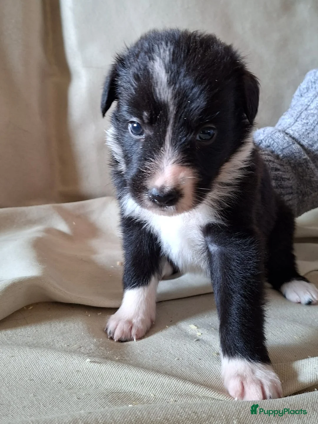 Border Collie honden te koop: bordercollie pups te koop - Advertentie 9