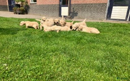 Goldendoodle honden te koop: F1 Goldendoodle pups - Afbeelding 14