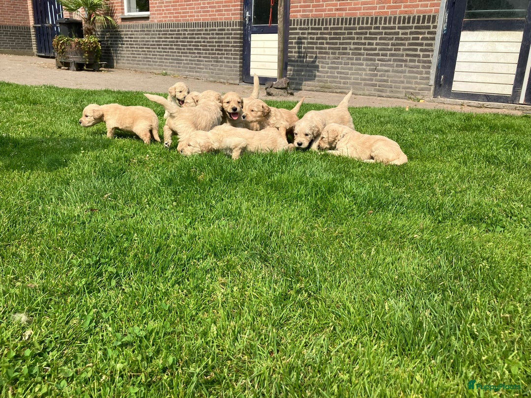 Goldendoodle honden te koop: F1 Goldendoodle pups - Afbeelding 14