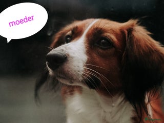 Kooikerhondje honden 8 week oude kooikerpups op zoek naar warm thuis. - Advertentie 10
