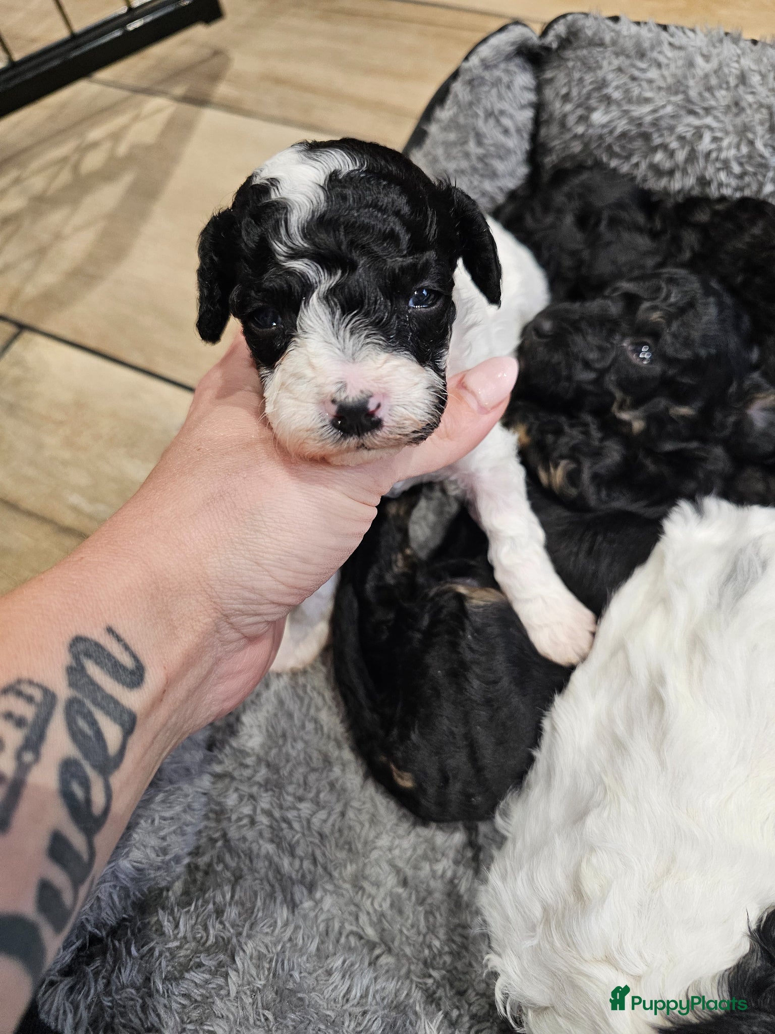 Poedel Toy honden te koop: Knappe toy poedel pups - Advertentie 13
