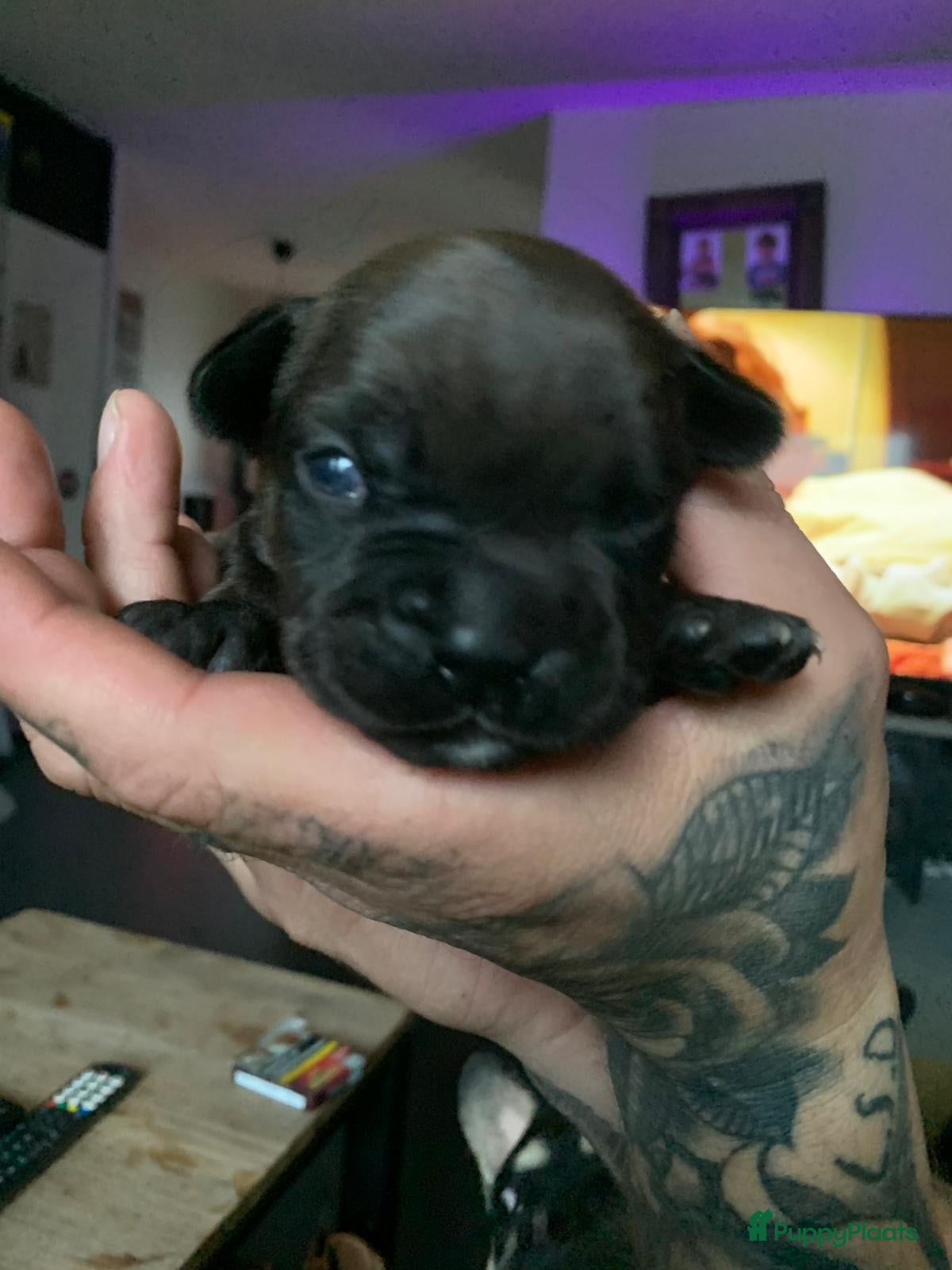 Kruising honden te koop: Mooie kruising fransebull / Americanbull - Advertentie 7