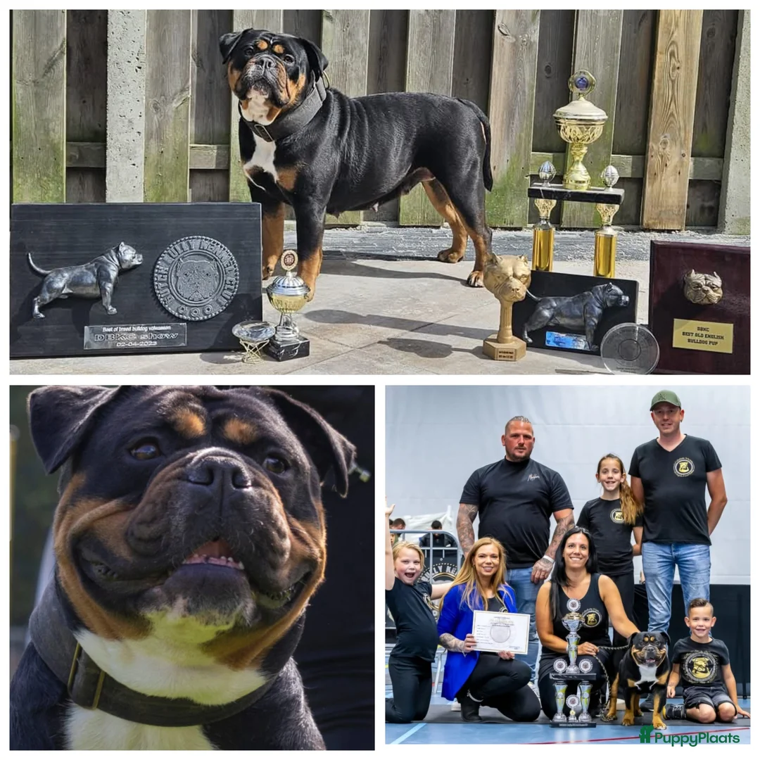 Old English Bulldog honden te koop: 2 Old english bulldog reutjes mogen nest verlaten  - Advertentie 10