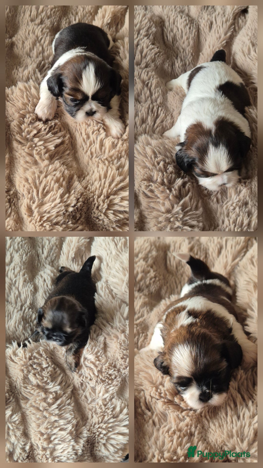 Shih Tzu honden te koop: Shih tzu pups  in Espel - Afbeelding 1