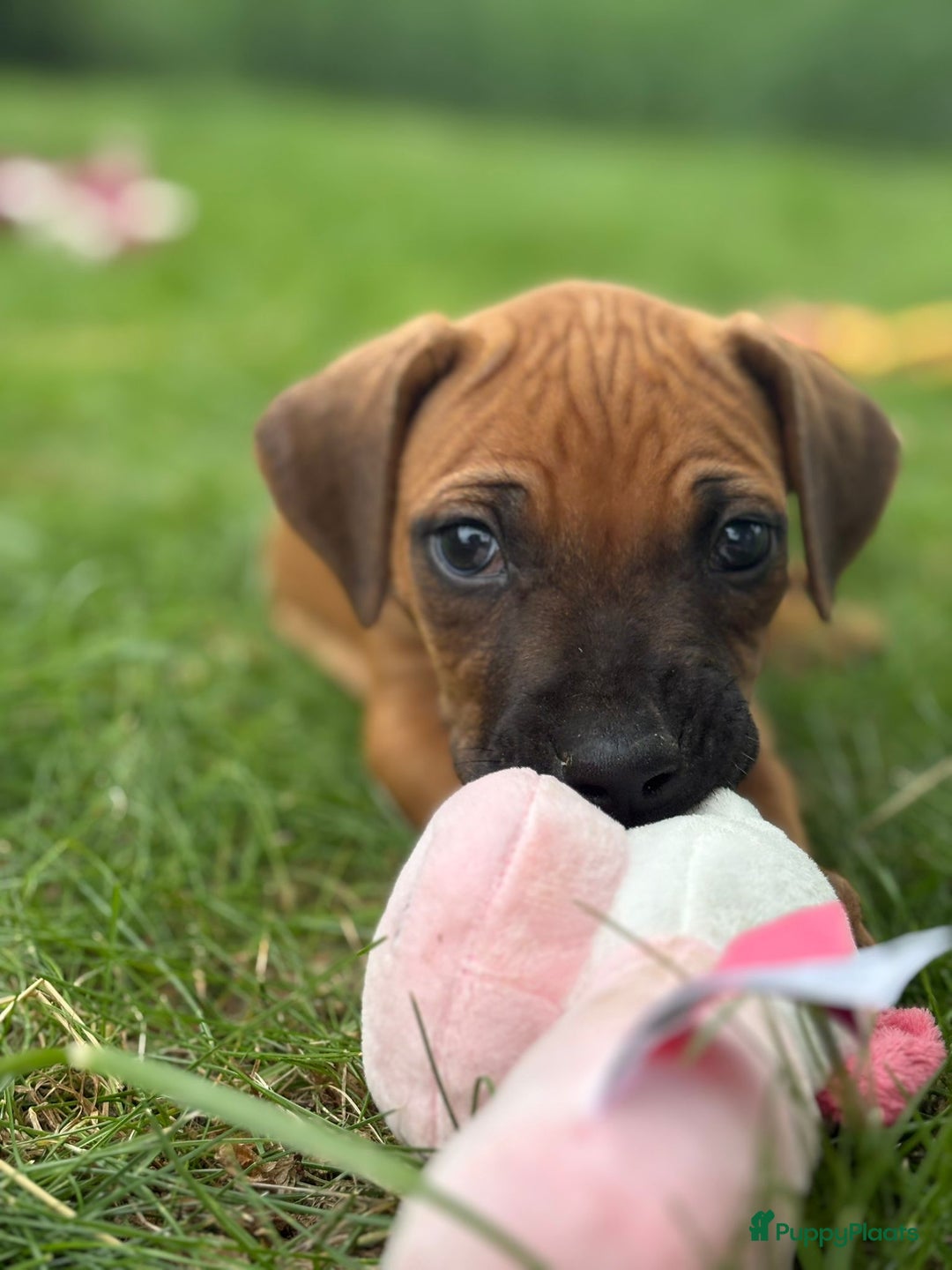 Rhodesian Ridgeback honden te koop: Prachtige en lieve ridgeback pups met stamboom - Afbeelding 6
