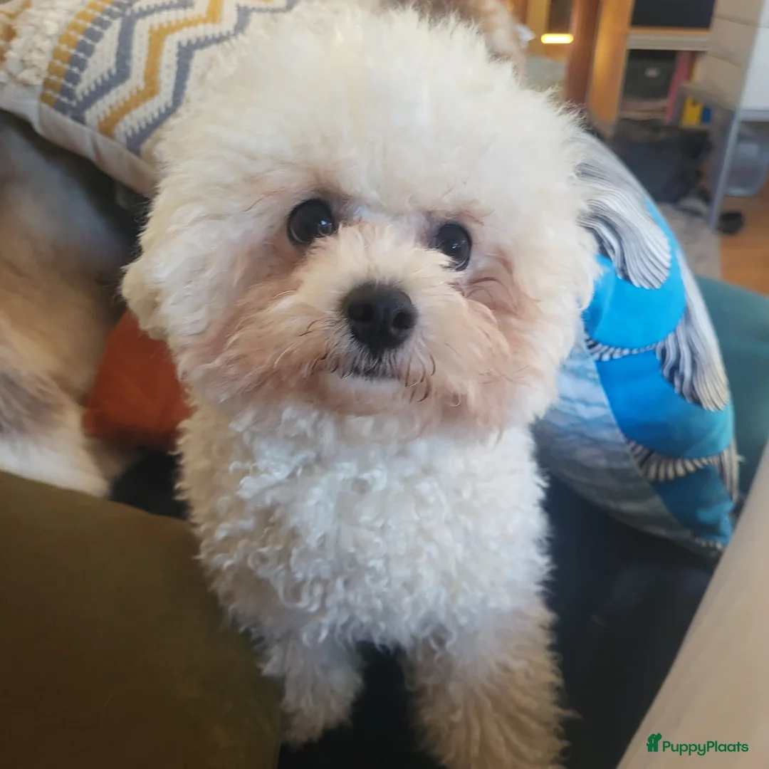 Bichon Frisé honden te koop: Koningshond: Bichon Frisé - Advertentie 10