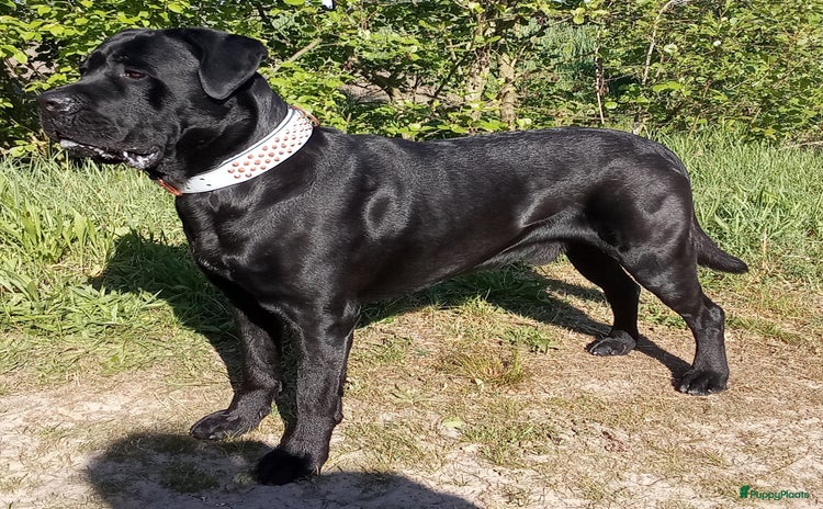 Cane Corso honden - Advertentie 2