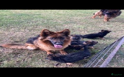 Duitse Herder honden te koop: Prachtige langharige Duitse herder met rechte rug - Afbeelding 5