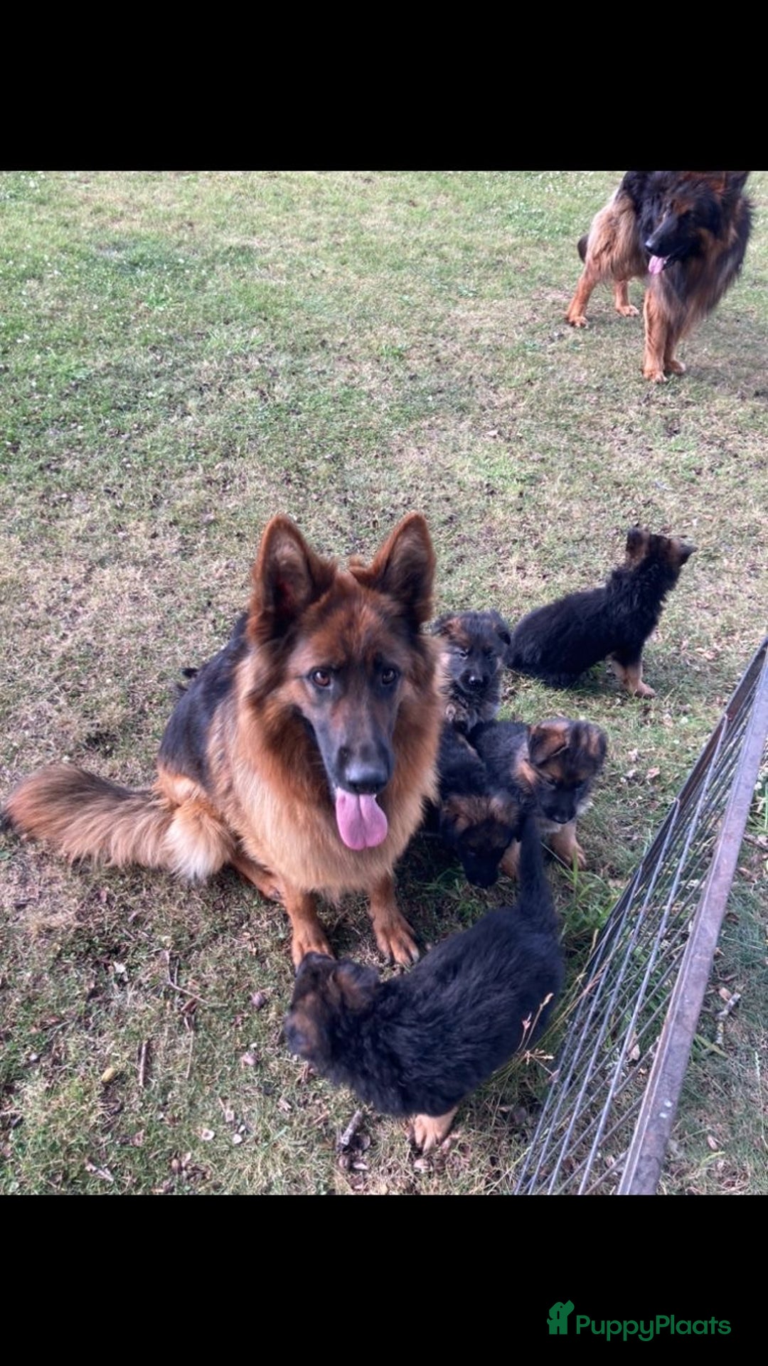 Duitse Herder honden te koop: Prachtige langharige Duitse herder met rechte rug - Afbeelding 5