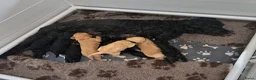 Kruising honden te koop: (Australian) Labradoodle pups - Advertentie 12