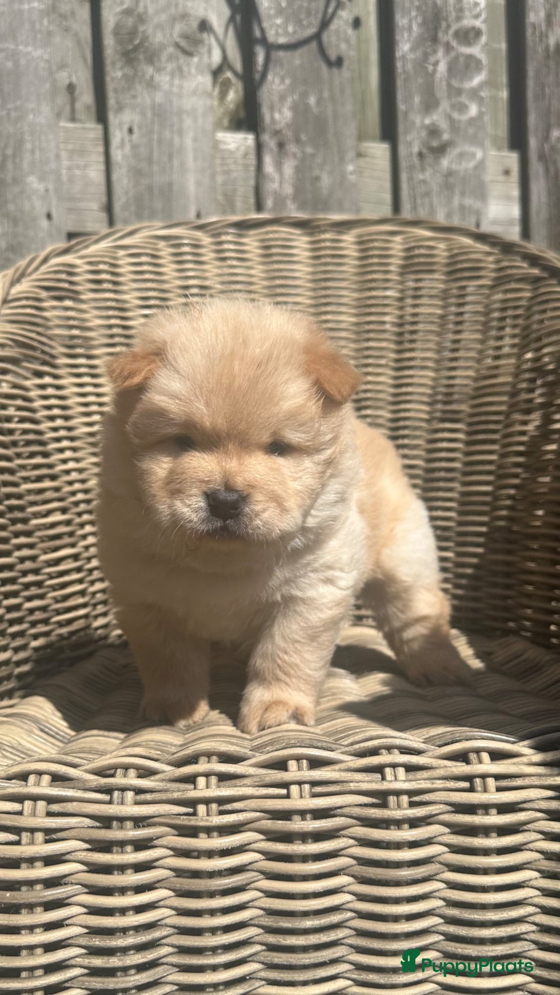 Chow Chow honden Mooie Chow Chow pups geboren - Advertentie 1